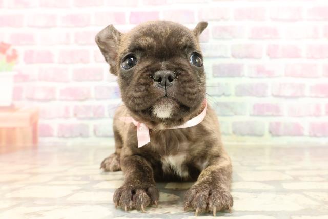 東京都のフレンチブルドッグ (Coo&RIKU立川店/2025年6月12日生まれ/女の子/ブリンドル)の子犬の1枚目の画像