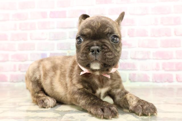 東京都のフレンチブルドッグ (Coo&RIKU立川店/2025年6月12日生まれ/女の子/ブリンドル)の子犬の3枚目の画像