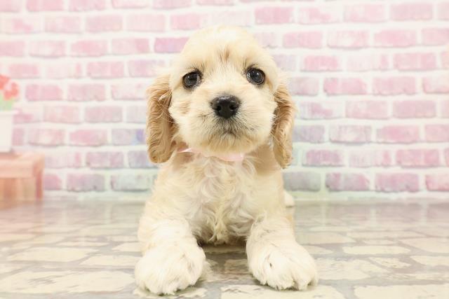東京都のアメリカンコッカースパニエル (Coo&RIKU府中店/2025年6月11日生まれ/女の子/バフ)の子犬
