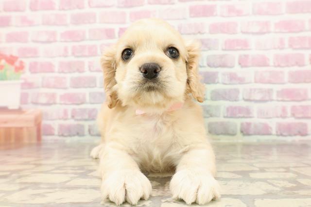東京都のアメリカンコッカースパニエル (Coo&RIKU立川店/2025年6月10日生まれ/女の子/バフ)の子犬の1枚目の画像