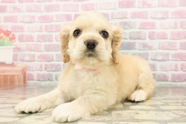 東京都のアメリカンコッカースパニエル (Coo&RIKU立川店/2025年6月10日生まれ/女の子/バフ)の子犬の2枚目の画像