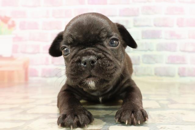群馬県のフレンチブルドッグ (Coo&RIKU高崎店/2025年6月11日生まれ/男の子/ブリンドル)の子犬