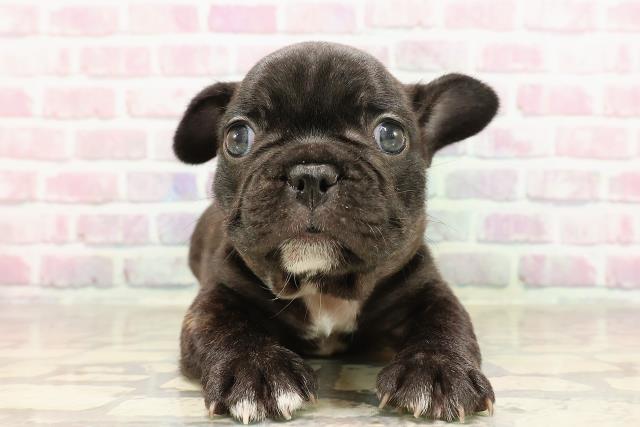 神奈川県のフレンチブルドッグ (Coo&RIKU秦野店/2025年6月11日生まれ/男の子/ブリンドル)の子犬の1枚目の画像
