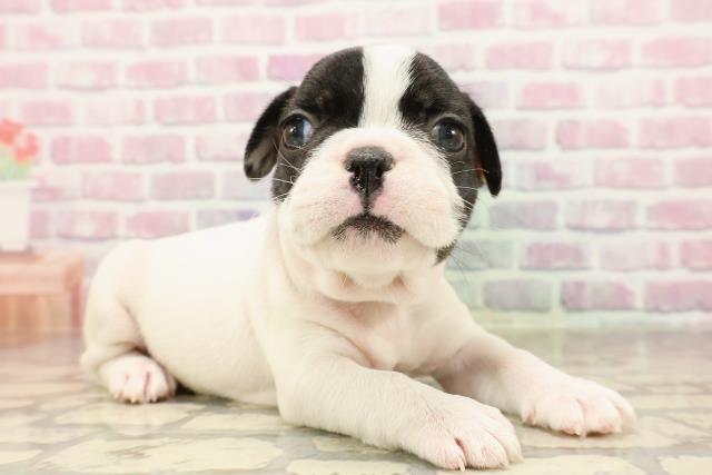 神奈川県のフレンチブルドッグ (Coo&RIKU平塚店/2025年6月11日生まれ/男の子/パイド)の子犬の3枚目の画像