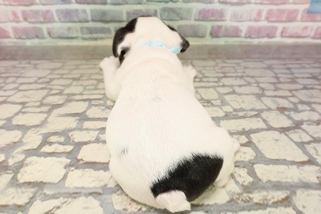 神奈川県のフレンチブルドッグ (Coo&RIKU平塚店/2025年6月11日生まれ/男の子/パイド)の子犬の4枚目の画像