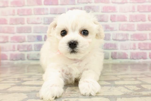 神奈川県のビションフリーゼ (Coo&RIKU平塚店/2025年6月12日生まれ/女の子/ホワイト)の子犬の1枚目の画像
