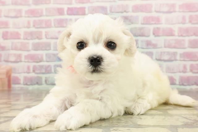 神奈川県のビションフリーゼ (Coo&RIKU平塚店/2025年6月12日生まれ/女の子/ホワイト)の子犬の2枚目の画像