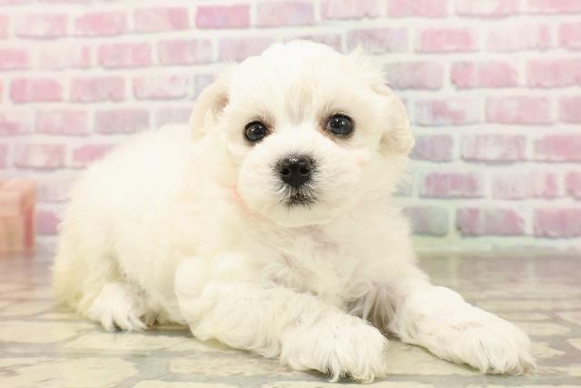 神奈川県のビションフリーゼ (Coo&RIKU平塚店/2025年6月12日生まれ/女の子/ホワイト)の子犬の3枚目の画像