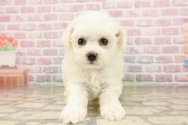 群馬県のビションフリーゼ (Coo&RIKU高崎店/2025年6月12日生まれ/男の子/ホワイト)の子犬