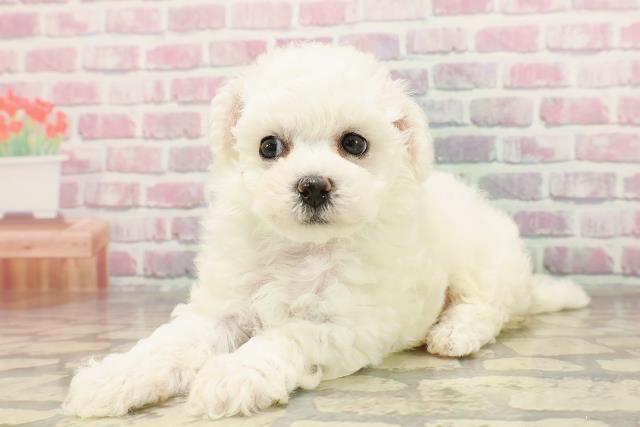 群馬県のビションフリーゼ (Coo&RIKU高崎店/2025年6月12日生まれ/男の子/ホワイト)の子犬の2枚目の画像