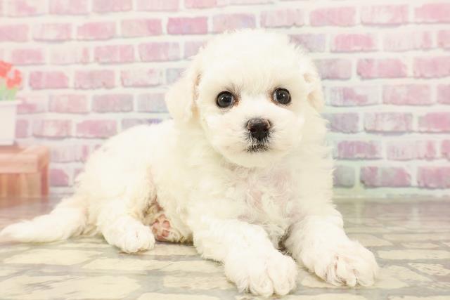 群馬県のビションフリーゼ (Coo&RIKU高崎店/2025年6月12日生まれ/男の子/ホワイト)の子犬の3枚目の画像
