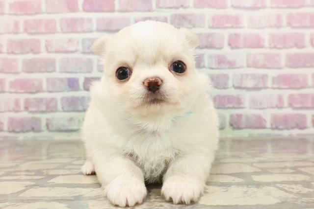 栃木県のチワワ(ロング) (Coo&RIKU宇都宮店/2025年6月11日生まれ/男の子/クリームホワイト)の子犬