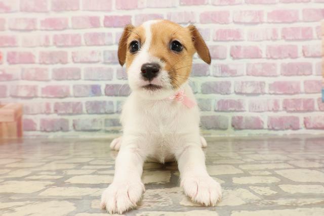 埼玉県のジャックラッセルテリア (Coo&RIKU所沢店/2025年6月8日生まれ/女の子/タンホワイト)の子犬の1枚目の画像