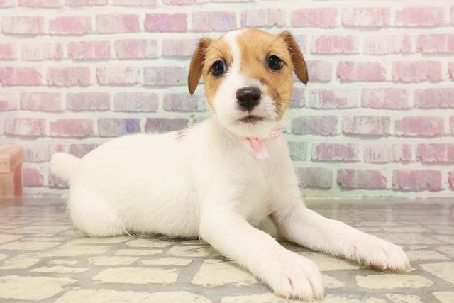 埼玉県のジャックラッセルテリア (Coo&RIKU所沢店/2025年6月8日生まれ/女の子/タンホワイト)の子犬の3枚目の画像