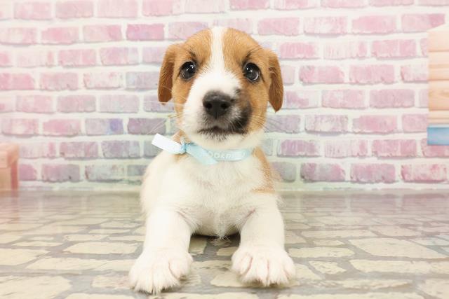 東京都のジャックラッセルテリア (Coo&RIKU府中店/2025年6月8日生まれ/男の子/タンホワイト)の子犬