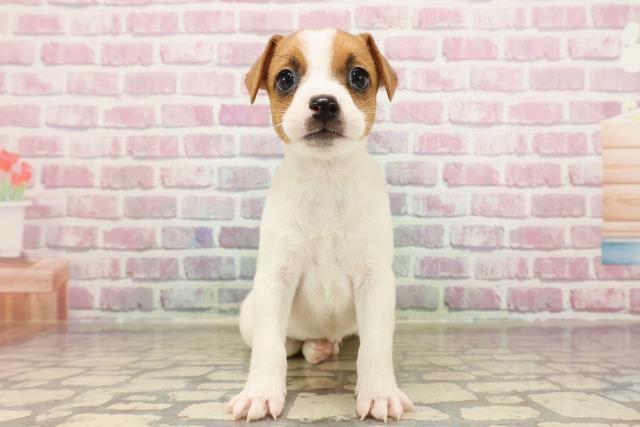 栃木県のジャックラッセルテリア (Coo&RIKU小山店/2025年6月7日生まれ/男の子/ホワイトタン)の子犬