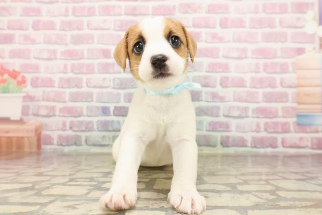 群馬県のジャックラッセルテリア (Coo&RIKU前橋店/2025年6月7日生まれ/男の子/ホワイトタン)の子犬