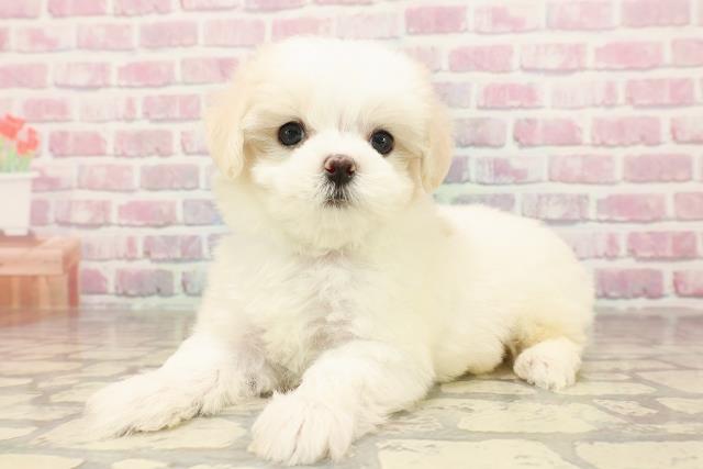 山梨県のマルチーズ (Coo&RIKU甲府昭和通り店/2025年6月9日生まれ/男の子/ホワイト)の子犬の2枚目の画像