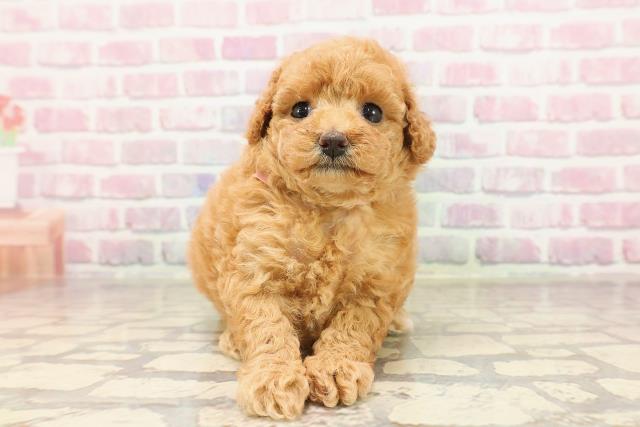 栃木県のトイプードル(トイ) (Coo&RIKU宇都宮店/2025年6月12日生まれ/女の子/レッド)の子犬