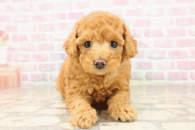 東京都のトイプードル(トイ) (Coo&RIKU府中店/2025年6月12日生まれ/女の子/レッド)の子犬