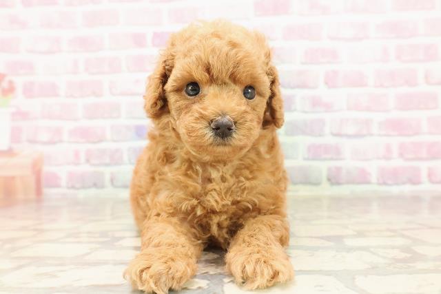 栃木県のトイプードル(トイ) (Coo&RIKU足利店/2025年6月12日生まれ/男の子/レッド)の子犬