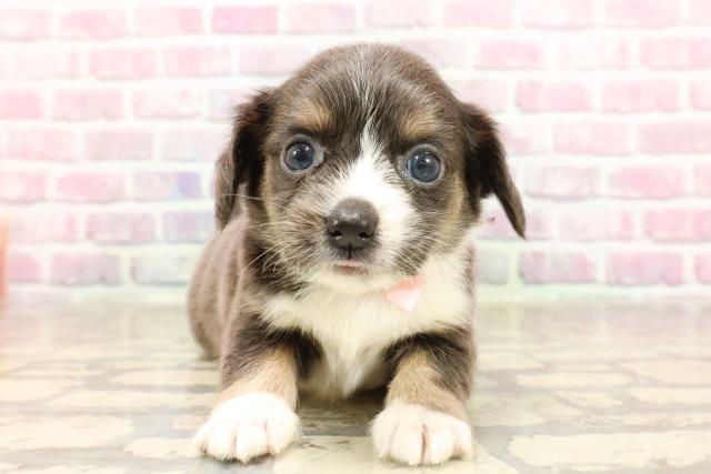 神奈川県のハーフ犬・ミックス犬 (Coo&RIKU藤沢店/2025年6月12日生まれ/女の子/ブルータン)の子犬の1枚目の画像