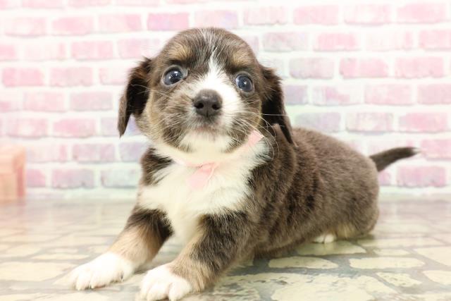 神奈川県のハーフ犬・ミックス犬 (Coo&RIKU藤沢店/2025年6月12日生まれ/女の子/ブルータン)の子犬の2枚目の画像