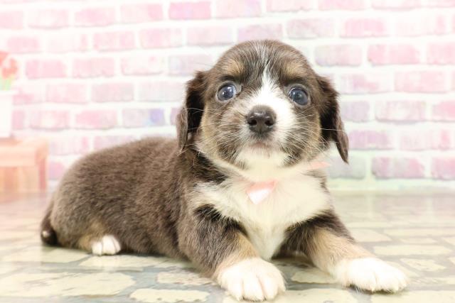 神奈川県のハーフ犬・ミックス犬 (Coo&RIKU藤沢店/2025年6月12日生まれ/女の子/ブルータン)の子犬の3枚目の画像