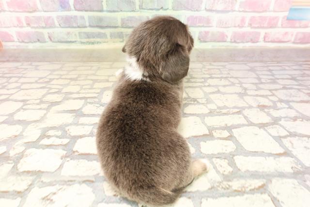 神奈川県のハーフ犬・ミックス犬 (Coo&RIKU藤沢店/2025年6月12日生まれ/女の子/ブルータン)の子犬の4枚目の画像