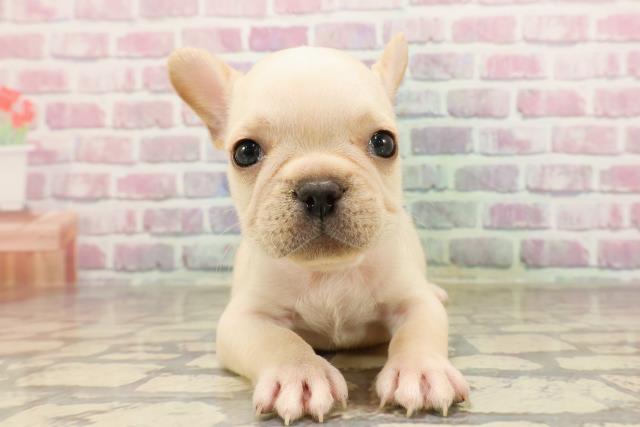 神奈川県のフレンチブルドッグ (Coo&RIKU横須賀店/2025年6月12日生まれ/男の子/クリーム)の子犬