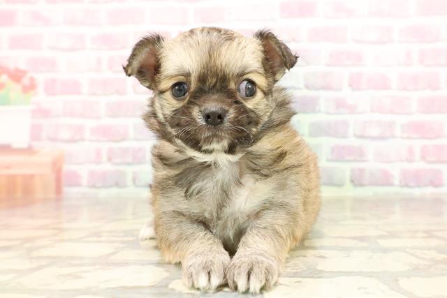 神奈川県のチワワ(ロング) (Coo&RIKU平塚店/2025年6月12日生まれ/女の子/レッドホワイト)の子犬の1枚目の画像