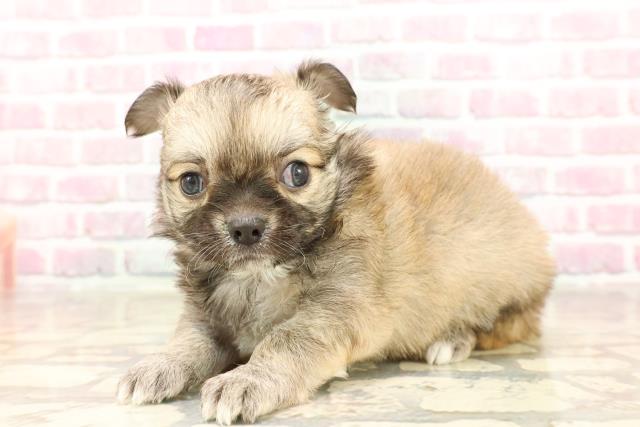 神奈川県のチワワ(ロング) (Coo&RIKU平塚店/2025年6月12日生まれ/女の子/レッドホワイト)の子犬の2枚目の画像