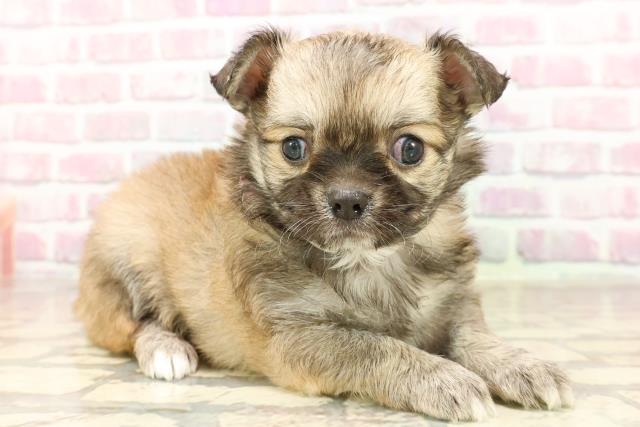 神奈川県のチワワ(ロング) (Coo&RIKU平塚店/2025年6月12日生まれ/女の子/レッドホワイト)の子犬の3枚目の画像