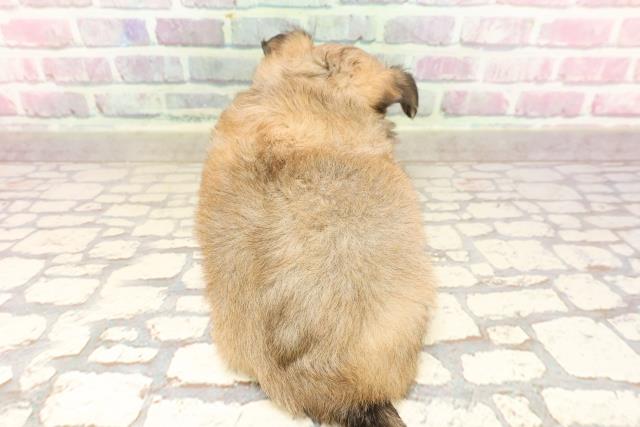 神奈川県のチワワ(ロング) (Coo&RIKU平塚店/2025年6月12日生まれ/女の子/レッドホワイト)の子犬の4枚目の画像