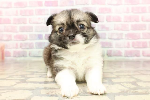 東京都のチワワ(ロング) (Coo&RIKU府中店/2025年6月12日生まれ/女の子/フォーンホワイト)の子犬の1枚目の画像
