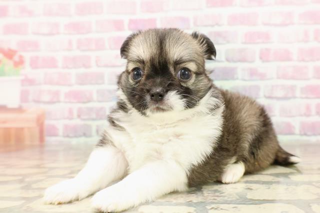 東京都のチワワ(ロング) (Coo&RIKU府中店/2025年6月12日生まれ/女の子/フォーンホワイト)の子犬の2枚目の画像