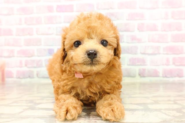 東京都のトイプードル(トイ) (Coo&RIKU福生店/2025年6月12日生まれ/女の子/レッド)の子犬