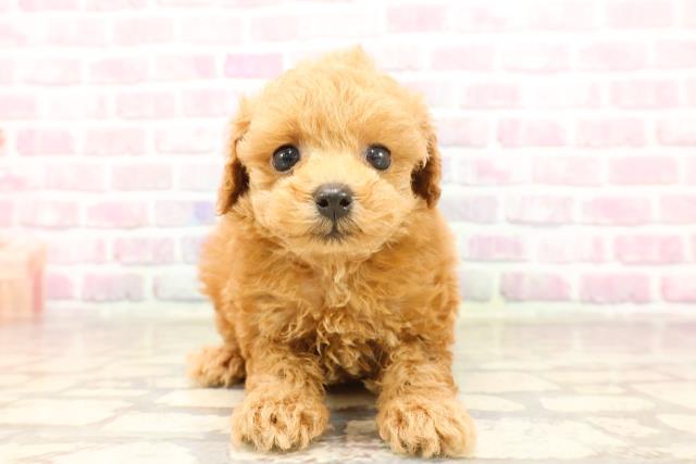 埼玉県のトイプードル(トイ) (Coo&RIKU川越店/2025年6月12日生まれ/女の子/レッド)の子犬の1枚目の画像