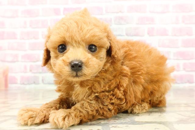 埼玉県のトイプードル(トイ) (Coo&RIKU川越店/2025年6月12日生まれ/女の子/レッド)の子犬の2枚目の画像