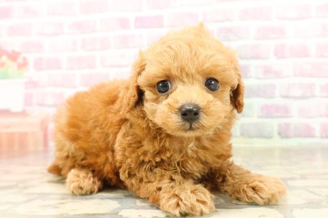 埼玉県のトイプードル(トイ) (Coo&RIKU川越店/2025年6月12日生まれ/女の子/レッド)の子犬の3枚目の画像