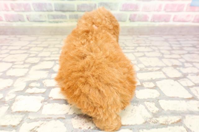 埼玉県のトイプードル(トイ) (Coo&RIKU川越店/2025年6月12日生まれ/女の子/レッド)の子犬の4枚目の画像