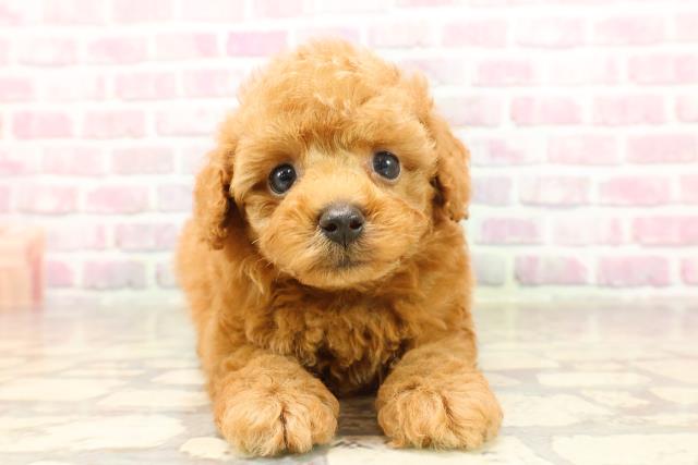 神奈川県のトイプードル(トイ) (Coo&RIKU横浜港南台店/2025年6月12日生まれ/男の子/レッド)の子犬