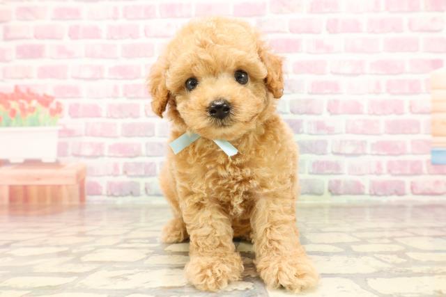 群馬県のトイプードル(トイ) (Coo&RIKU前橋店/2025年6月12日生まれ/男の子/アプリコット)の子犬