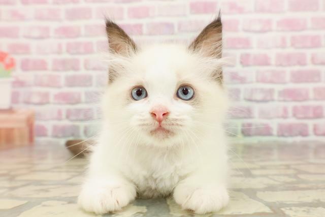 東京都のラグドール (Coo&RIKU浅草店/2025年6月14日生まれ/女の子/シールポイントバイカラー)の子猫の1枚目の画像