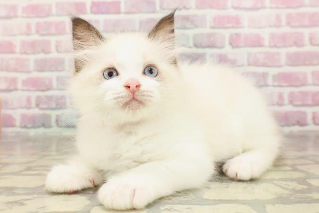 東京都のラグドール (Coo&RIKU浅草店/2025年6月14日生まれ/女の子/シールポイントバイカラー)の子猫の2枚目の画像