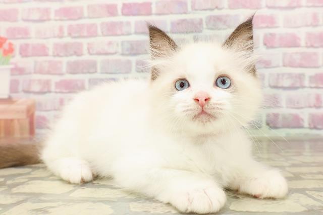 東京都のラグドール (Coo&RIKU浅草店/2025年6月14日生まれ/女の子/シールポイントバイカラー)の子猫の3枚目の画像