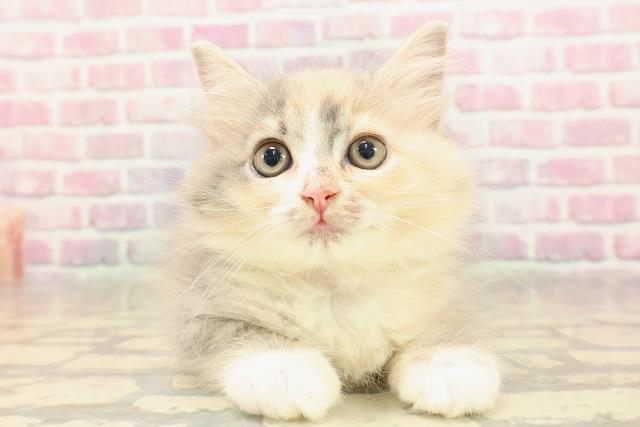 東京都のラガマフィン (Coo&RIKU高円寺店/2025年6月4日生まれ/女の子/ダイリュートキャリコ)の子猫の1枚目の画像