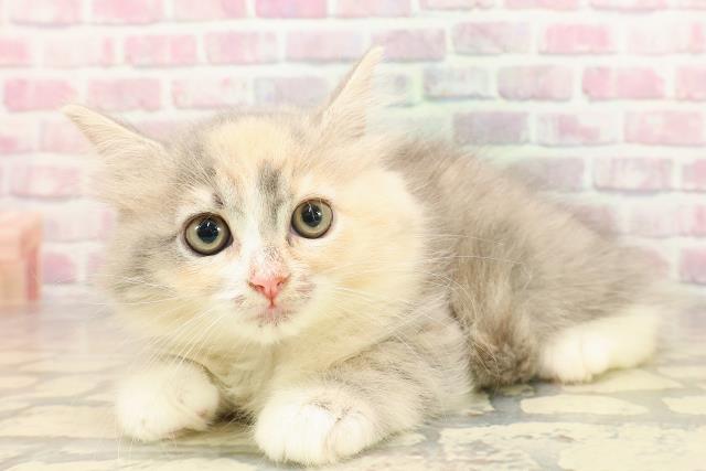 東京都のラガマフィン (Coo&RIKU高円寺店/2025年6月4日生まれ/女の子/ダイリュートキャリコ)の子猫の2枚目の画像