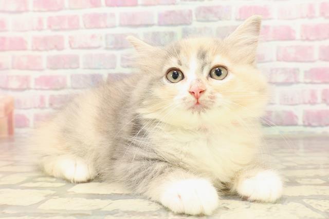 東京都のラガマフィン (Coo&RIKU高円寺店/2025年6月4日生まれ/女の子/ダイリュートキャリコ)の子猫の3枚目の画像