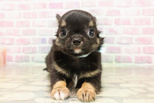 新潟県のチワワ(ロング) (Coo&RIKU上越店/2025年6月5日生まれ/男の子/ブラックタン)の子犬の1枚目の画像